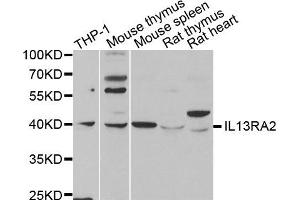 Western Blotting (WB) image for anti-Interleukin 13 Receptor, alpha 2 (IL13RA2) antibody (ABIN1980235)