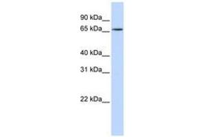 Image no. 1 for anti-Heterogeneous Nuclear Ribonucleoprotein R (HNRNPR) (N-Term) antibody (ABIN6740684) (HNRNPR Antikörper  (N-Term))