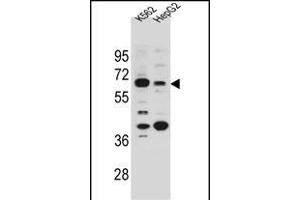 NHEDC1 Antibody (N-term) (ABIN655133 and ABIN2844760) western blot analysis in K562 and HepG2 cell line lysates (35 μg/lane). (NHEDC1 Antikörper  (N-Term))