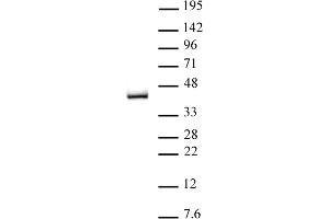 IRF-2 antibody (pAb) tested by Western blot. (IRF2 Antikörper  (C-Term))