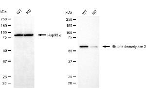 Western blotting analysis using histone deacetylase 2 antibody (ABIN7798930). (HDAC2 Antikörper)