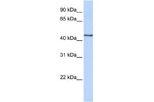 B3GNT4 antibody used at 1 ug/ml to detect target protein. (B3GNT4 Antikörper  (N-Term))