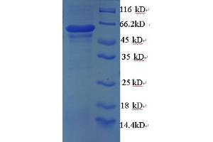 SDS-PAGE (SDS) image for Heterogeneous Nuclear Ribonucleoprotein A2/B1 (HNRNPA2B1) (AA 1-249), (full length) protein (GST tag) (ABIN5709675) (HNRNPA2B1 Protein (AA 1-249, full length) (GST tag))