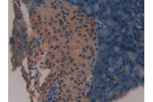 DAB staining on IHC-P; Samples: Mouse Pancreas Tissue (NDUFAB1 Antikörper  (AA 3-129))