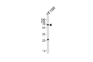 Western blot analysis of lysate from HT-1080 cell line, using SD1 Antibody (Center) (ABIN6242632 and ABIN6577684). (SMAD1 Antikörper  (AA 257-290))
