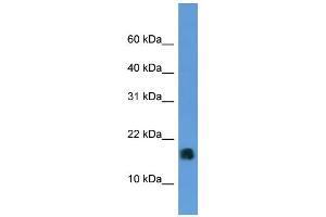 Western Blotting (WB) image for anti-Microsomal Glutathione S-Transferase 1 (MGST1) (N-Term) antibody (ABIN786135) (MGST1 Antikörper  (N-Term))