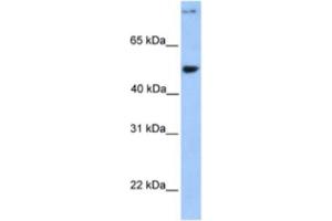 Western Blotting (WB) image for anti-Coiled-Coil Domain Containing 50 (CCDC50) antibody (ABIN2463552) (CCDC50 Antikörper)