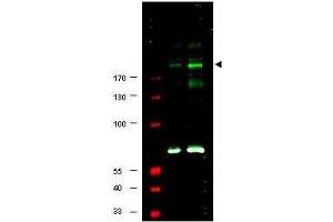 Western blot using  Affinity Purified anti-IRS1 pS307 antibody shows detection of a band at ~180 kDa believed to represent phosphorylated IRS1 (arrowhead). (IRS1 Antikörper  (pSer307))