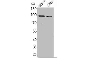 Western Blot analysis of MCF7 L929 cells using CD100 Polyclonal Antibody (SEMA4D/CD100 Antikörper  (N-Term))