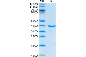 SDS-PAGE (SDS) image for Annexin A1 (ANXA1) (AA 1-346) protein (His tag) (ABIN7273845)