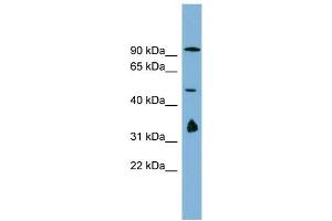 WB Suggested Anti-MAK10  Antibody Titration: 0.