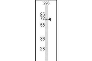 Western blot analysis in 293 cell line lysates (35ug/lane). (FBXO46 Antikörper  (C-Term))
