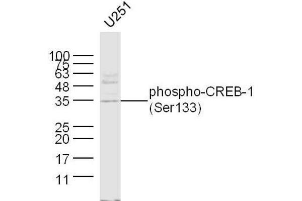 CREB1 Antikörper  (pSer133)