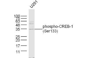 U251 lysates probed with CREB-1(Ser133) Polyclonal Antibody, unconjugated  at 1:300 overnight at 4°C followed by a conjugated secondary antibody at 1:10000 for 60 minutes at 37°C. (CREB1 Antikörper  (pSer133))