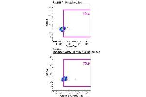 Image was kindly submitted by a researcher at Duke University Medical Center. (AIM2 Antikörper  (AA 255-354) (PE))