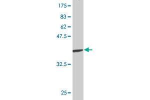 Western Blotting (WB) image for anti-GATA Binding Protein 2 (GATA2) (AA 1-102) antibody (ABIN561006)