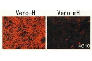 Immunofluorescence (IF) image for anti-Heparin-Binding EGF-Like Growth Factor (HBEGF) (EGF Like Domain) antibody (Biotin) (ABIN2451994) (HBEGF Antikörper  (EGF Like Domain) (Biotin))