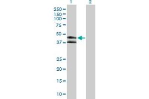 Western Blot analysis of KIR3DL1 expression in transfected 293T cell line by KIR3DL1 MaxPab polyclonal antibody. (KIR3DL1 Antikörper  (AA 1-382))