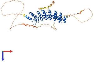 BCL3 Protein (AA 1-448) (His tag)