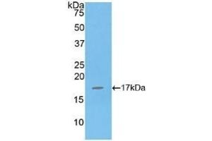 Detection of Recombinant IL16, Human using Polyclonal Antibody to Interleukin 16 (IL16) (IL16 Antikörper  (AA 1203-1332))