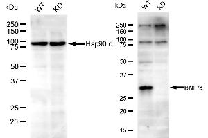 Western blotting analysis using BNIP3 antibody ( (ABIN7797758).