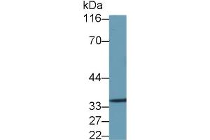 Detection of ANXA5 in Caprine Lung lysate using Polyclonal Antibody to Annexin V (ANXA5) (Annexin V Antikörper  (AA 1-320))