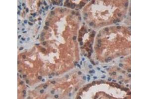 Figure. (HSPB2 Antikörper  (AA 12-182))