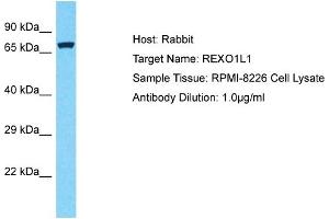 Host: Rabbit Target Name: REXO1L1 Sample Type: RPMI-8226 Whole Cell lysates Antibody Dilution: 1. (REXO1L1 Antikörper  (Middle Region))