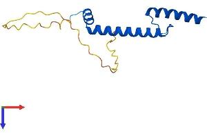 NHLH1 Protein (AA 1-133) (His tag)
