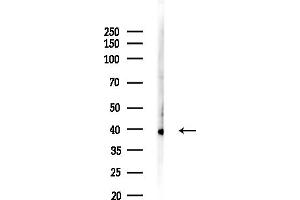 anti-Mitochondrial Ribosomal Protein S35 (MRPS35) (N-Term) antibody