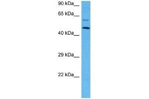 Host:  Mouse  Target Name:  EPOR  Sample Tissue:  Mouse Skeletal Muscle  Antibody Dilution:  1ug/ml (EPOR Antikörper  (N-Term))