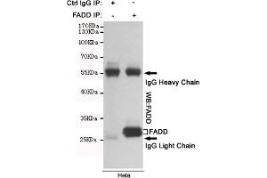 Immunoprecipitation analysis of Hela cell lysates using FADD mouse mAb. (FADD Antikörper)