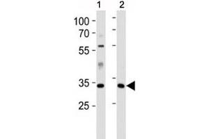 Caspase-9 antibody western blot analysis in 1) human HeLa and 2) mouse L929 lysate
