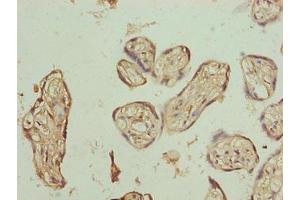 Immunohistochemistry of paraffin-embedded human placenta tissue using ABIN7163440 at dilution of 1:100