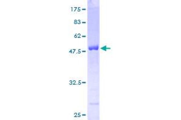 HS1BP3 Protein (AA 1-213) (GST tag)