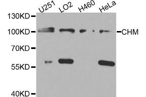 Western blot analysis of extracts of various cell lines, using CHM antibody (ABIN5974558) at 1/1000 dilution. (CHM Antikörper)