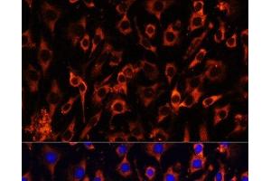 Immunofluorescence analysis of C6 cells using MCTS1 Polyclonal Antibody at dilution of 1:100 (40x lens).