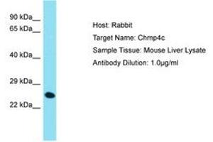 Image no. 1 for anti-Charged Multivesicular Body Protein 4C (CHMP4C) (AA 146-195) antibody (ABIN6750528)
