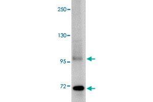 Western blot analysis of TNFAIP3 in SK-N-SH cell lysate with TNFAIP3 polyclonal antibody  at 1 ug/mL . (TNFAIP3 Antikörper  (C-Term))