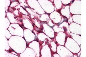 Immunohistochemical analysis of paraffin-embedded human Colon, Adipocytes tissues using anti-ETS1 mouse mAb (ETS1 Antikörper)