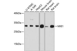 Western blot analysis of extracts of various cell lines, using MXI1 antibody (ABIN6128218, ABIN6144206, ABIN6144208 and ABIN6215672) at 1:3000 dilution. (MXI1 Antikörper  (AA 170-295))