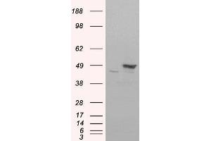 HEK293 overexpressing FLOT1(RC200231) and probed with ABIN184756 (mock transfection in first lane), tested by Origene. (Flotillin 1 Antikörper  (C-Term))