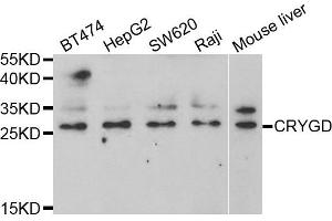 Western blot analysis of extracts of various cell lines, using CRYGD antibody.