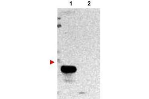 Image no. 1 for anti-Transmembrane BAX Inhibitor Motif Containing 1 (TMBIM1) (N-Term) antibody (ABIN401050) (TMBIM1 Antikörper  (N-Term))