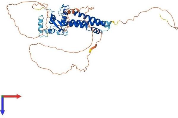 TFAP2D Protein (AA 1-452) (His tag)