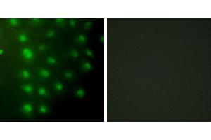 Peptide - +Immunofluorescence analysis of HUVEC cells, using AKAP8 antibody. (AKAP8 Antikörper)