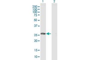 Western Blot analysis of GSTO1 expression in transfected 293T cell line by GSTO1 MaxPab polyclonal antibody.