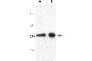 Western blot analysis of CD274 in Raji cell lysate with CD274 polyclonal antibody  at (A) 0.