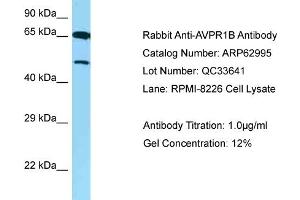 Western Blotting (WB) image for anti-Arginine Vasopressin Receptor 1B (AVPR1B) (C-Term) antibody (ABIN2789328) (AVPR1B Antikörper  (C-Term))
