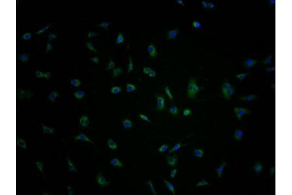 PCDHA1 Antikörper  (AA 276-324)